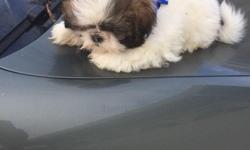 I have an adorable liter of Purebred Shih Tzu puppies.They have gotten their first shots and I have started potty training them.Their parents are tri colored and their mom weighs about 7 pounds and their dad weighs about 10 pounds so they shouldn't be