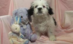 Mei Mei is an adorable black and white female Schichon puppy. She is 12 weeks old and is up to date on all her shots, dewormers and vet examinations. Mei Mei is very cuddly! She is happiest in someone's arms and will snuggle for as long as possible! She