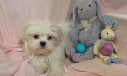 Kipper is an adorable 12 week old white male Shichon puppy. He is very loving and has a playful, spunky personality. He is doing very well with potty training (to go outside.) He is able to sleep the whole night through in bed with us without any trouble.