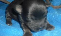 I am www.patsyspups.net online ! I have available teacup Shorkies an Yorkiechon puppies for adoption , born May 16 & 26 . There is nothing better to add to your life than a puppy ! Call me at 334 864 9595 to get your puppy today ! Prices on Yochon start