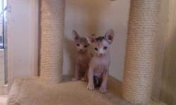 Adorable Sphynx kittens will be ready for their new home in a couple of weeks will receive first set of vaccines litter box trained and will be sold as pet only .deposit required to hold kitten of your choice is two hundred dollars .pay pal accepted. feel