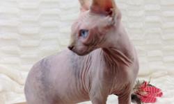 2 Adorable Female Sphynx Kittens with beautiful blue eyes, born on September 5th 2013.&nbsp;
They are Now Ready for Her New Home!!
They are both very lovable and playful and are litterbox trained. &nbsp;They are also great around other cats, dogs and