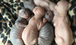 A New Litter was Born!! Adorable Bare Sphynx Kittens Available! Kittens will be ready to leave August 16th at 12 weeks old. Reserve your kitten now!
Our kittens come to you FeLV/FIV negative, de-wormed and up to date on vaccinations.&nbsp;
They will also