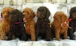 Gorgeous standard poodle puppies. Eight weeks old. Registered. Current on all shots and dewormed. Male and females available. Colors: chocolate and black.
Pleaase call 512-799-8582.
&nbsp;
Thanks!