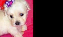 Adorable tiny and teacup maltipoo puppies. All shots and wormers up to date. Health warranty. Boys and girls. Different colors. Loving personalities and great companions. Very smart. Great with children and other pets. Home raised and very social.