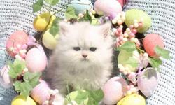 Welcome to&nbsp;Pawpetals.net&nbsp;, a CFA Christian Cattery offering the finest little blossoms to cherish and love for a lifetime. We have been Doll Faced Persian Kitten breeders for over 5 years. Our White Doll Faced kittens and Silver Doll Faced