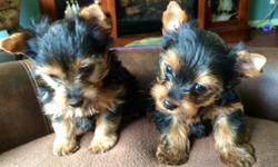 ***Adorable Teacup Yorkshire Terrier Puppies***
They are &nbsp;the perfect little Yorkie! They have both great looks and a great personality! These little sweethearts will bring tons of love into your home. They are a bundle of energy but, once tired,