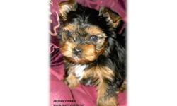 We have Female Yorkie Puppies that are just adorable. They have up to date shot and have been wormed 2 times. They are $500.00 & $550.00
Our precious little girls are spoiled, healthy, rambunctious, intelligent, playful and truly the heart of our home,