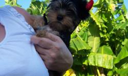 Adorable Yorkie Male Puppy, he has a great personality, very smart, great with children, has all
shots and worm treatments. This would be a perfect gift for Christmas, to a great home.