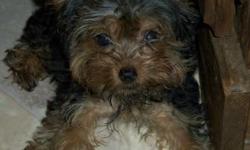 WE HAVE A LITTER OF BEAUTIFUL,SMART, BABY YORKIES. THEY WERE BORN 8/30/11. LOOKING FOR THEIR NEW FOREVER HOMES,(AT APPROX. 8 WEEKS OF AGE) CALL AND WE'LL SEE WHICH ONE PICKS YOUR FAMILY. WE'RE IN GASTONIA, CALL FOR MORE INFO. 704-867-9957.