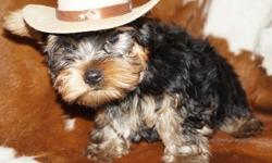 Adorable Yorkshire Terrier Puppies Available
We have both male and femaleYorkshire Terrier&nbsp;&nbsp; Puppies for sale .they are well trained puppies and will be coming with all papers . they love playing with other house pet . we need a family which can