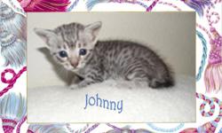 Available very sweet and beautiful silver egyptian mau kitten. &nbsp;He is from very loving parents. &nbsp;He is now 11 weeks and will rehome after his neuter at about 13 weeks old. &nbsp;The egyptian mau breed is the oldest domestic breed of cat.