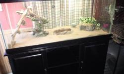 I have a healthy adult beardie with a 75 gal tank & stand.
Complete set up including lights, deco, etc.
Asking $200.00 OBO
Located in NW IN close to Rt 2 & I-65
If interested, Please call or text me at 219-577-7356
Pick up only-No shippimg
Thank you