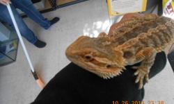 Adult Bearded Dragons Great eaters crickets, meal worms, fruits and veggies!!
Any questions call 330-427-2223