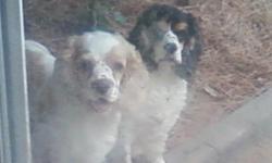I have&nbsp;2 cocker spaniel to rehome.&nbsp; If you are wanting a pet , then this is for you, a real steal.&nbsp;They need a home with a fenced in yard&nbsp;.&nbsp;&nbsp;&nbsp;They are 6&nbsp;years old and&nbsp;are in good health. They are AKC/CKC