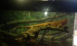 Smokey is a 1 and half year old female Bearded Dragon with great orangish color right about 22 inches from tip of her tail to tip of her head. We have too many cats for her taste, so she doesn't get out as much as we want her to. Very easy to care for and
