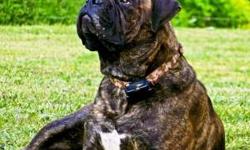 Lovable 6 year old bullmastiff available for rehoming.&nbsp; She loves spending extended periods of time outdoors so a fenced in yard is preferred.