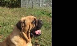 Lovable 5 year old female bullmastiff available for rehoming.&nbsp; Prefers to be inside.&nbsp; Very quiet and laid back.