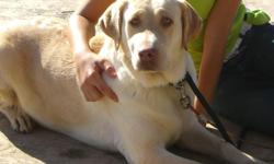 Beautiful adult female lab for adoption. Looking for a great family home for our loving female lab. Re-homing fees will apply.
Please call (925) 325-2975