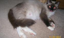 We currently have 3 adult Ragdoll cats for sale, 2 with breeding rights. Visit www.rileysragdolls.com and click on the "Available Adults" page for pictures and more information.
