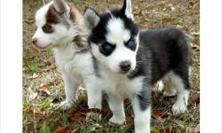 Affectionate Siberian Husky puppies text us at --
