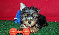 Our Tiny Yorkie Puppies, are raised by Yorkshire Terrier Breeders who strive to raise happy healthy puppies for you and your family. All puppies are up to date shots and wormings. All of our puppies, are Vet checked before leaving and each puppy has a