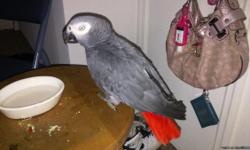 Sexed male grey congo for sale. His name is wally and je is approx. 25 yrs. Old. He is tamr and talks. Please email to: wks918@yahoo.com or text-call 937-654-8160 or 937-241-2948.