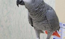 Congo African grey parrot for re-homing to a good home with bird lovers. she will be and excellent addition to your home, only problem is she does not do well with men but is perfect around kids. she has a cage and accessories free