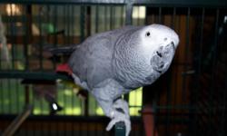 African Grey Parrot with cage $600. Prefers men. 542-6210