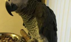 African grey parrot trained to sit on stand, 2year old, talks dances and sings, also takes food from hand.Friendly to kids and other home pets and are DNA tested,they come with toys and cage.Contact with your phone number for more information