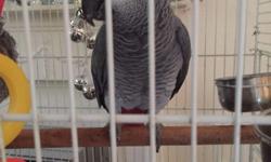 African grey parrot chatterbox talks sings and swears at him self saying ffs Charlie etc in Irish accent lifts up his wings and does a dinosaur noise bops his head sings and whistle a truly amazing bird new baby forces sale comes with cage contact for