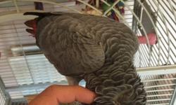 African Grey Parrot 7 months old dark eyed .
Super tame hand reared.
Already mimicking words, whistles,dog bark,etc
Price includes two cages in pictures ,parrot stand,harness,health vitamins,food,toys.