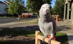 I need a good home for my African grey. If u have cats or dogs that is no problem she gets along with both! she is a great talker & loves attention! I have a cage for her that's available also. she is about 3 years old & never been sick. if you are