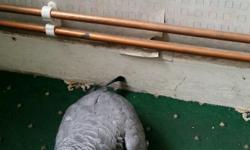 African Grey Parrot For Sale Age 3 Years Old, The Parrot Is Hand&nbsp; Tamed. The Parrot Is A Male, The Parrot Likes Females More, This is a QUICK SALE As I Have No Time To Look After It. The Parrot Is Called Coco, Coco Picks Up New Words Very Quickly. If