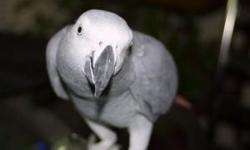 We have a pair of African Grey Parrots&nbsp; (male & female). They are young ~ 2 years old. They must be kept together as they have always been together.
We are looking for a new home for them. Included are 2 large cages - 1st is 6?x4?x4? corner black