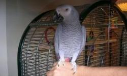 Charles is a great bird and I am very sad to let him go. However, I am moving house and I won't have enough space for him in the new house. He is healthy, hand tamed and talks a lot. Send me email now text now at () -