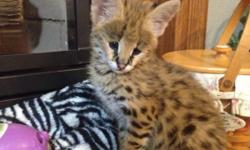 Two 7 week old female African Serval kittens. DOB 12/28/14. Bottle fed at 5 days old. Weaned on Zupreem. Raised in house so they are very socialized and litter trained. Located in Missouri. Shipping available at buyers expense. $4500. firm. Serious