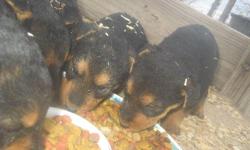 Right n time for Xmas.&nbsp; Beautiful pups, had first shot, wormed. A good addition for you home, gives security. Non shedding, highly intellegent, hypo-allergetic.&nbsp;&nbsp;1 &nbsp;male, 2 female.&nbsp; Health guarenteed in health. &nbsp;Our website
