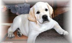 AKC English Yellow Labrador puppies.
Multi Champion Bloodline! Ready Sept.first
Laidback Labradors Facebook for more info
&nbsp;
&nbsp;