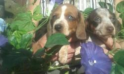 AKC-reg mini Pie Dachshund puppy five generation akc certified pure bred PBLD DACHSHUND puppies.specialize for breed pure PBLD puppies with good temperament,character,best marking also come with puppy vaccination package , AKC PUPPY REG asking 750 call