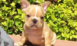 Say hello to ?Sienna?, our incredibly sweet female AKC French Bulldog puppy available in SoCal. She is current on her vaccines and comes with a One Year Congenital Health Guarantee. Sienna will be 20-24lbs Full Grown, she?s currently 8 weeks old and ready
