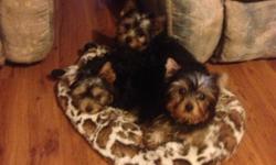 I have 2 adorable AKC limited registration gorgeous puppies . They will have long coats small ears straight backs and fabulous personalities . I have been raising Yorkies 35 years . Show dogs in pedigree. If you looking for a step above at a good price