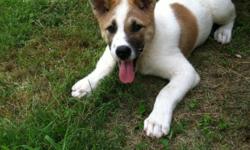 2 AKC Akita Males, UTD on shots, worming, 5 months old, need homes ASAP!&nbsp; Both have been trained on leash, socialized around people and other dogs.&nbsp; WE own both parents, please know the breed they need lots of running and playing area, both