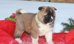 Lovable, fluffy, and friendly! These AKC registered Akita puppies are family raised, are well socialized, and exhibit excellent personalities. The mother of the puppies has champion bloodlines. Up to date with their shots and wormer and are vet-checked as
