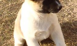 We have beautiful Akita puppies available for Chrismas. They're AKC registered, from non related parents. Our puppies come with a shot card and microchip. We're willing to hold them until Dec.20,2012. We have males. &nbsp;They're pinto or black. If you're