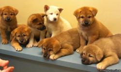 AKC AKITAS, I currently have 2 (red) males and 4 females(2 reds, pinto fawn and white)&nbsp;available as of 1/16/14.
All pups have had 1st shots and worm preventative. Parents on premises Date of Birth was Nov. 17, 2013
Price listed is for companions they