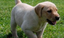 AKC Amazing Pointing Lab Puppies. &nbsp;8 Grand Master Pointing Retrievers and 5 Field Champions in immediate pedigree. &nbsp;Dewclase, shots, hips/eyes guaranteed. &nbsp;Yellow male and female, ready to go home. &nbsp;Absolutely Stunning Puppies! Call