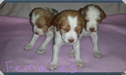 I have a litter of beautiful AKC American Brittany puppies. Puppies have tails docked and dew claws removed, will be vet checked, up to date on shots and vaccinations when they leave for their new homes. I have 6 males at $400 and 3 females at $500. I do