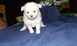 Beautiful ACK and CKC Pomeranian Puppies. 2 Liters with boys and girls. Already had 1st worming. Both parents are onsite.
