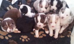 Beauitful & smart&nbsp;Black tri with a blue eye&nbsp;Rasied in our home as part of the family. Mother is a Red merle out of great working stock, Father is a gorgeous Black Tri out of some show lines. check us out @ www.thelittlebarnyard.com or call & txt